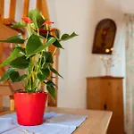 Tatil Evi Windmuehle Betty An Der Nordsee Cuxhaven